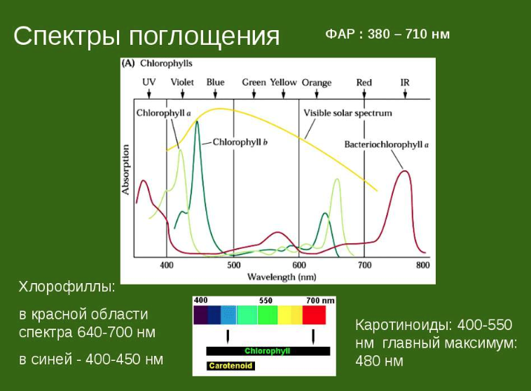Спектр поглощения хлоробластов и картиноидов